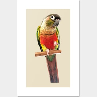 Green Cheek Conure Parrot Bird design | Green cheek | Love for birds Posters and Art